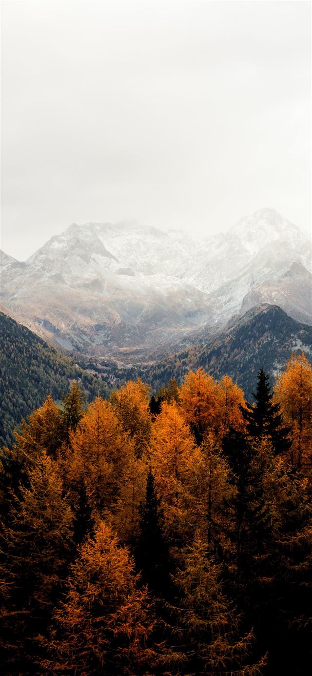 1125x2436 bare tress and mountain - zillertal alps iPhone 11 Wallpaper
