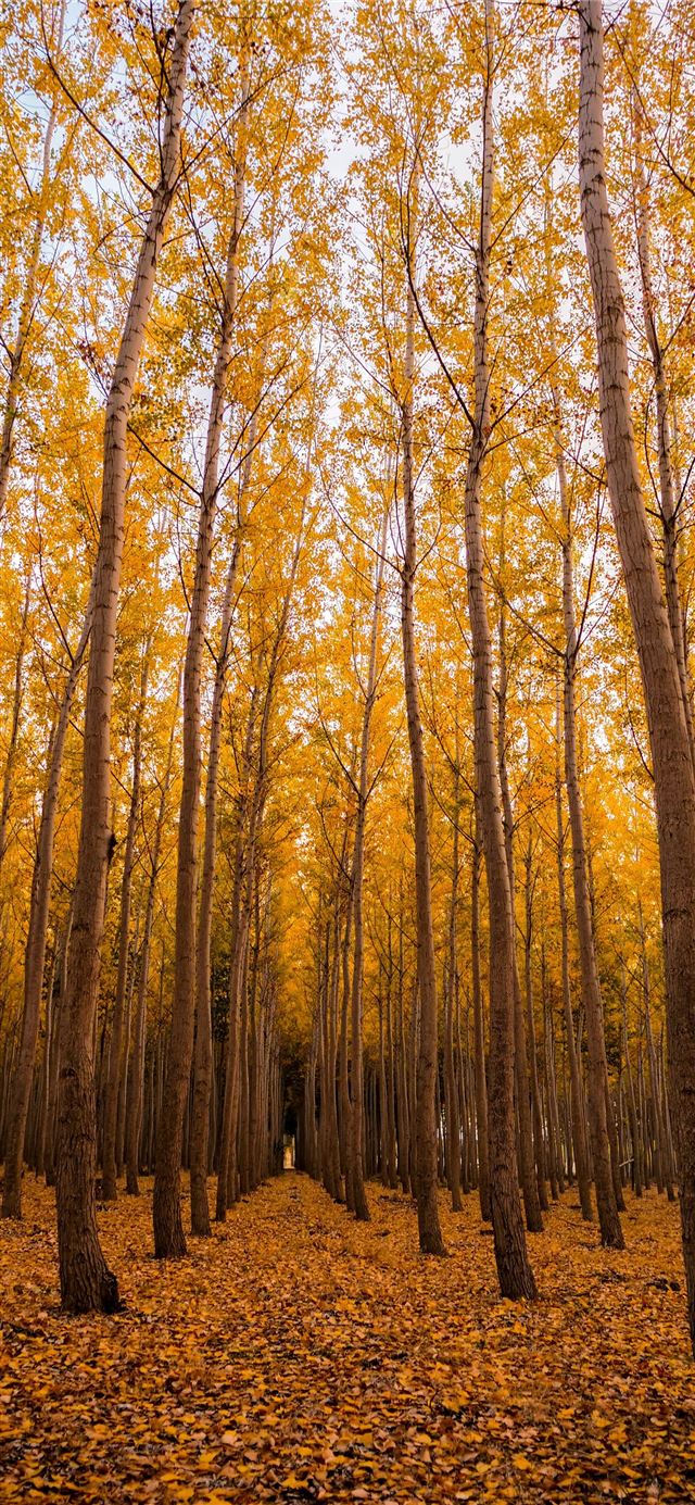 1125x2436 low angle of forest at daytime - united states iPhone 11 Wallpaper