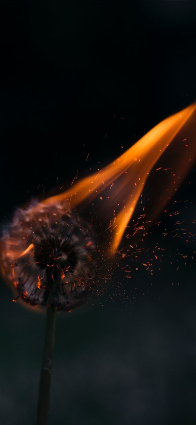 1125x2436 burning white dandelion - fire iPhone 11 Wallpaper