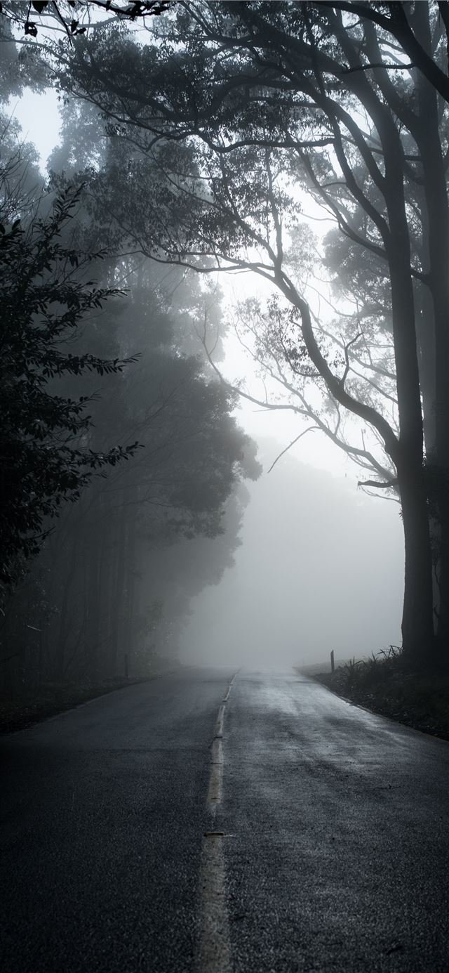 1125x2436 gray road in between trees in grayscale photograph... -  iPhone 11 Wallpaper
