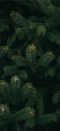 close up photo of green Christmas tree iPhone 11 wallpaper