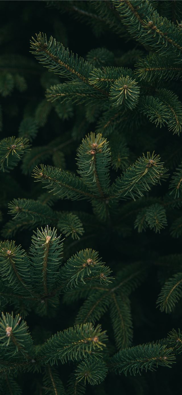1125x2436 close up photo of green Christmas tree - winter iPhone 11 Wallpaper