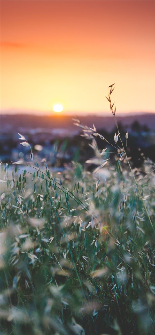1125x2436 selrctive focus of white flowers - sunset iPhone 11 Wallpaper