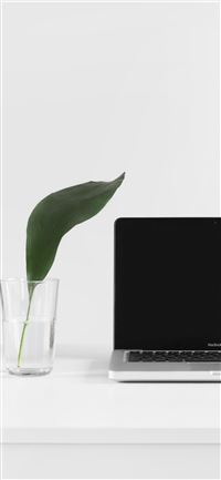 MacBook Pro beside plant in vase wallpaper