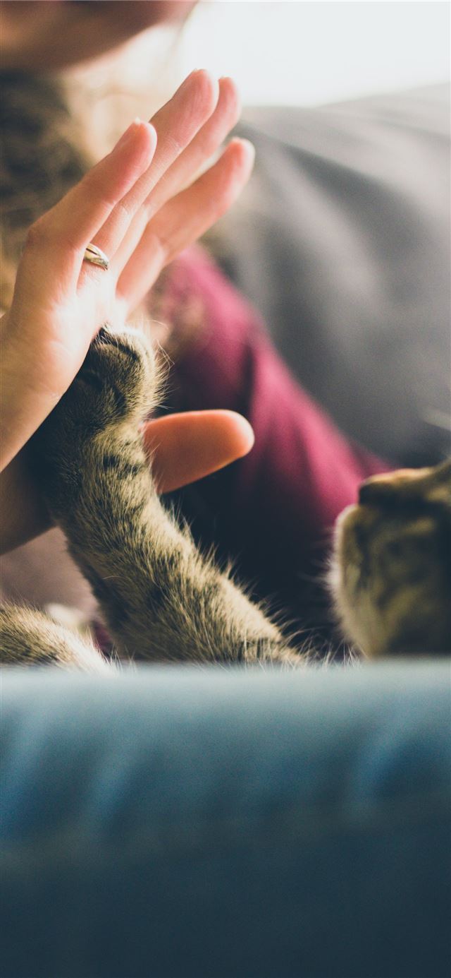 1125x2436 tabby cat touching person's palm - cute iPhone 11 Wallpaper