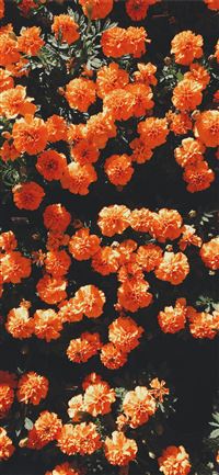 blooming orange petaled flowers at daytime iPhone 11 wallpaper