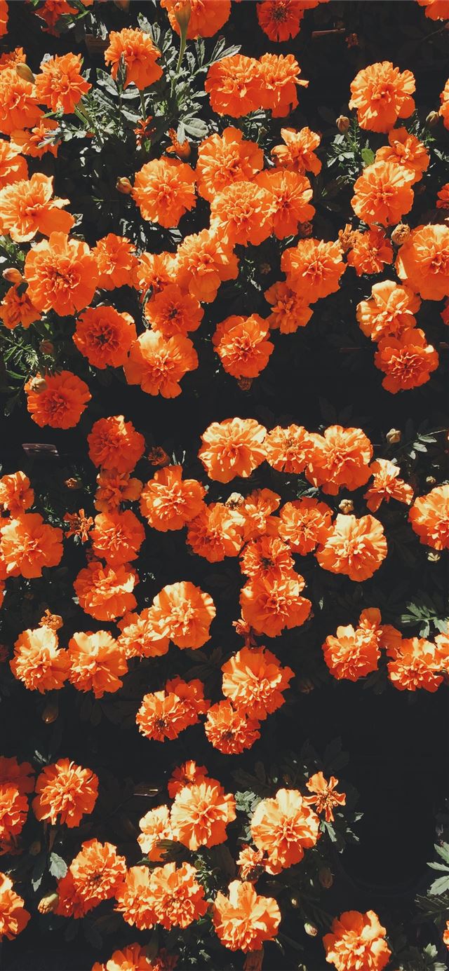 1125x2436 blooming orange petaled flowers at daytime - orange iPhone 11 Wallpaper