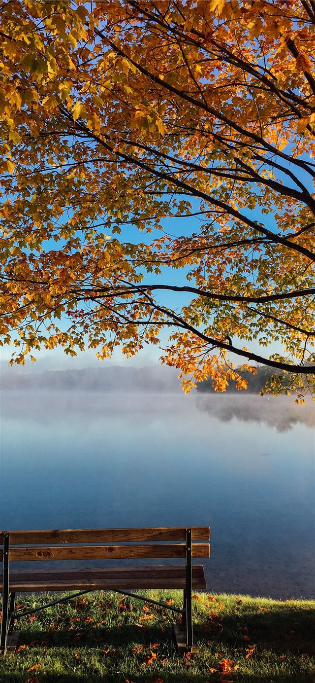 1125x2436 brown wooden bench beside tree - fall iPhone 11 Wallpaper