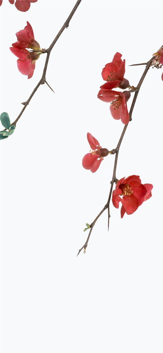 1125x2436 red petaled flowers with white background - flower iPhone 11 Wallpaper