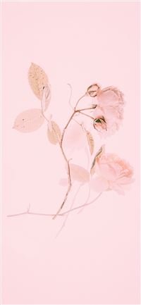pink flower painting iPhone 11 wallpaper