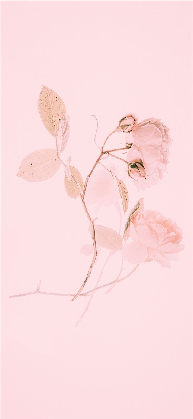 1125x2436 pink flower painting - abstract iPhone 11 Wallpaper