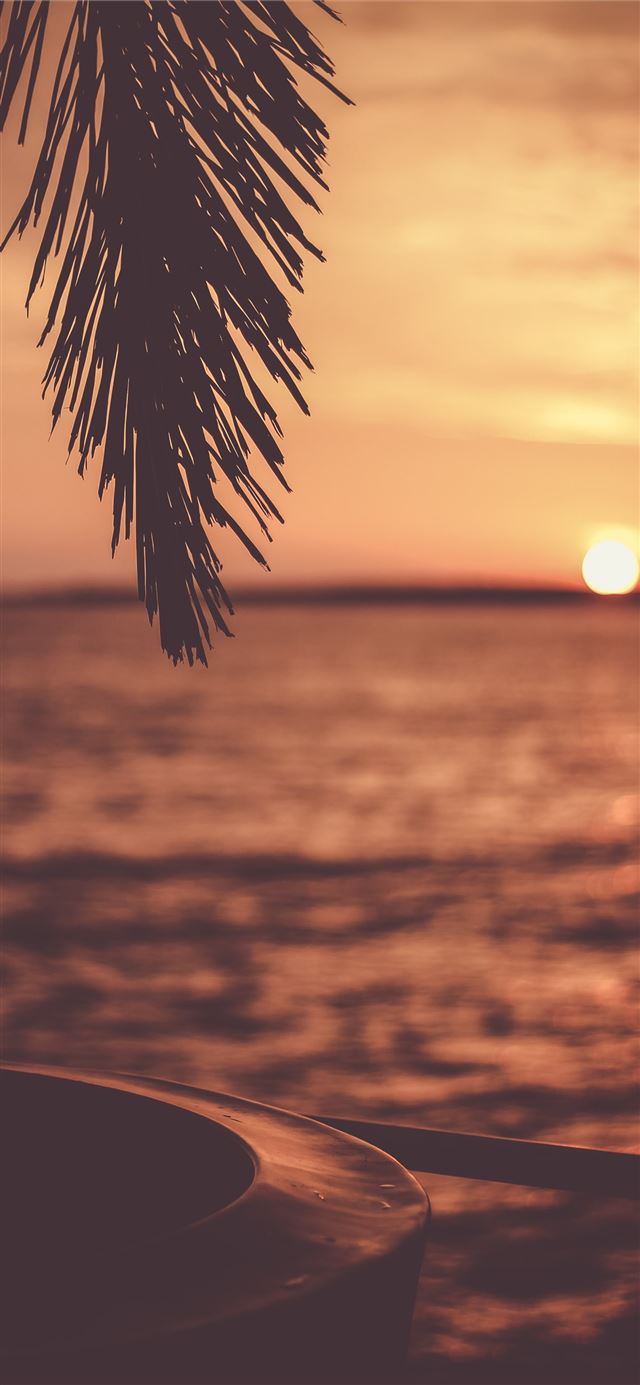 1125x2436 silhouette of tree with body of water background - beach iPhone 11 Wallpaper