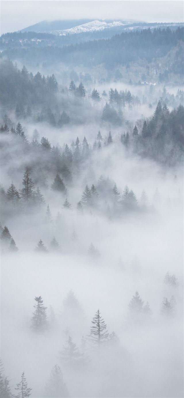 1125x2436 aerial photography of fog covered forest - united states iPhone 11 Wallpaper