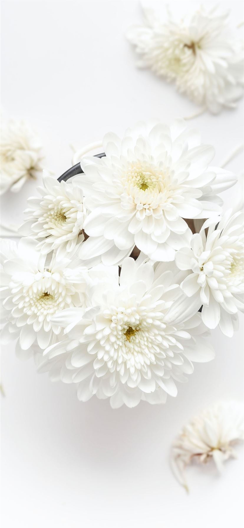 white petaled flower on white background iPhone 11 wallpaper 