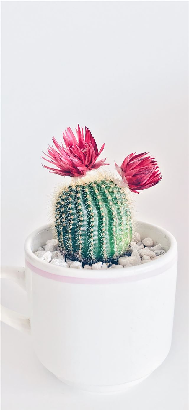1125x2436 green cactus with flowers - green iPhone 11 Wallpaper