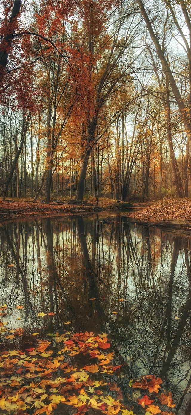 1125x2436 dried maple leaves on body of water near maple lea... - fall iPhone 11 Wallpaper