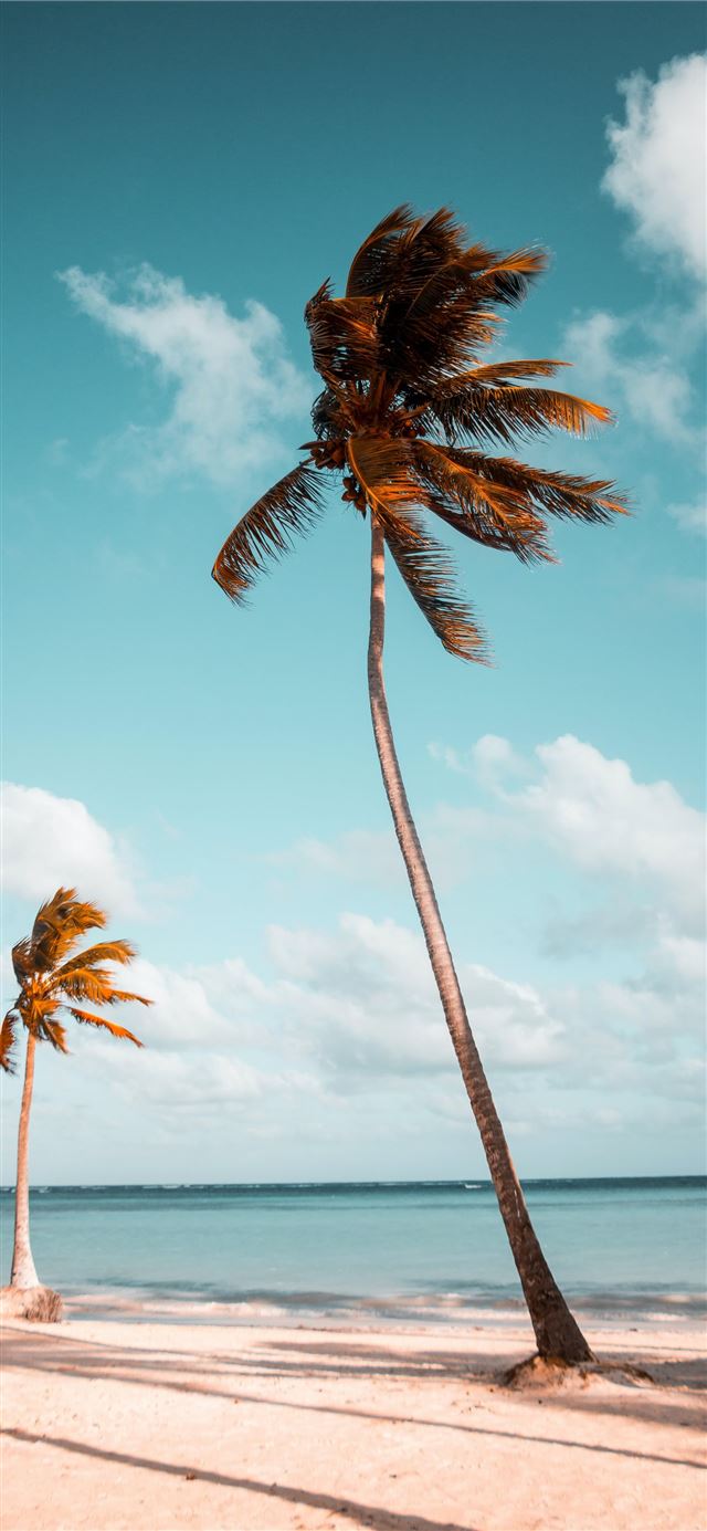 1125x2436 two coconut palm trees near shore under white clou... - dominican republic iPhone 11 Wallpaper