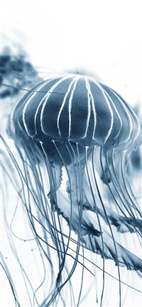 macro shot of jelly fish wallpaper