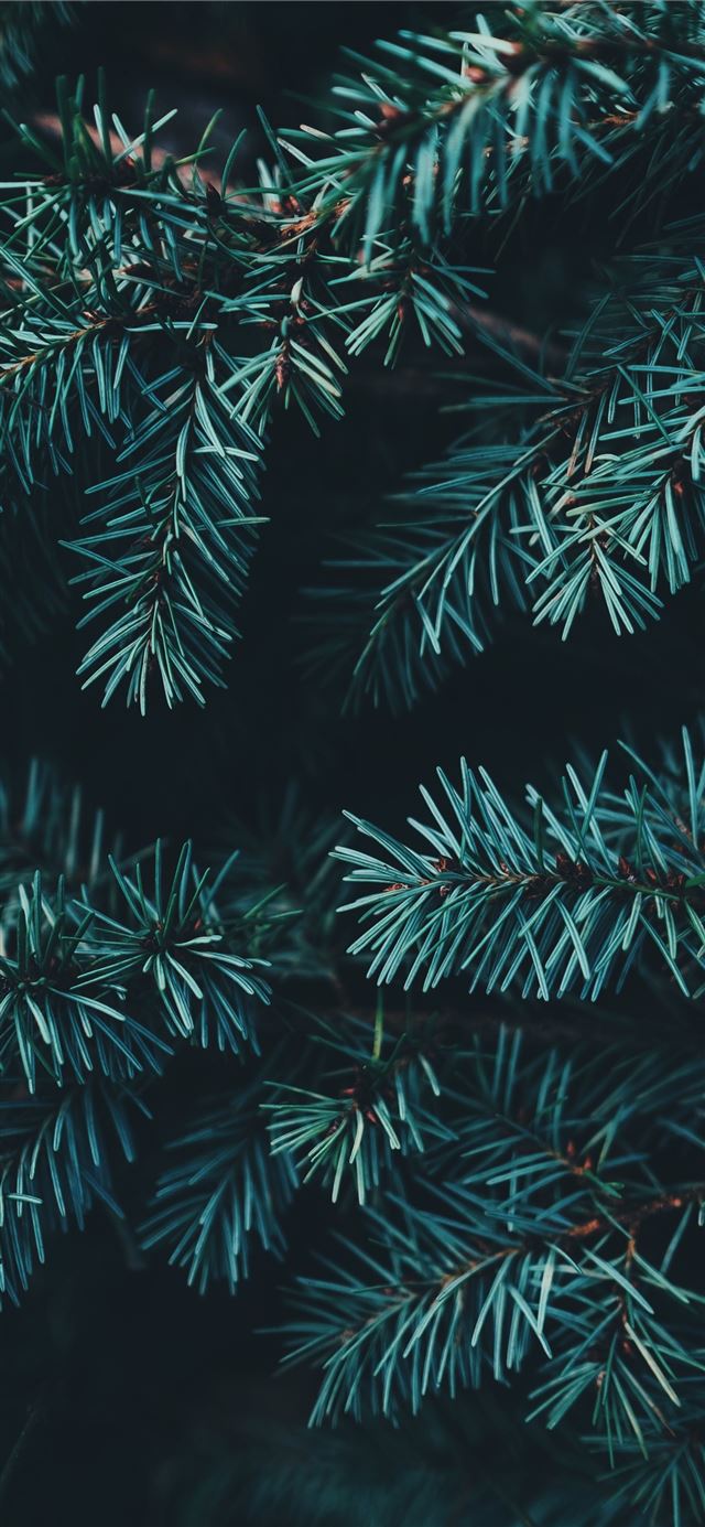 1125x2436 closeup photo of green Christmas tree - green iPhone 11 Wallpaper