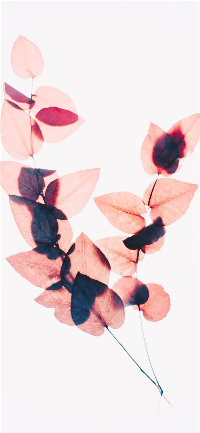 1125x2436 brown leaves - abstract iPhone 11 Wallpaper
