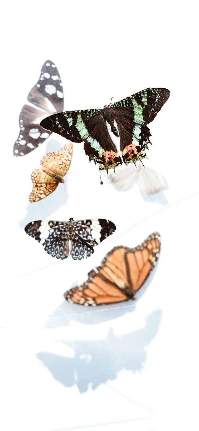 1125x2436 five assorted butterflies - abstract iPhone 11 Wallpaper