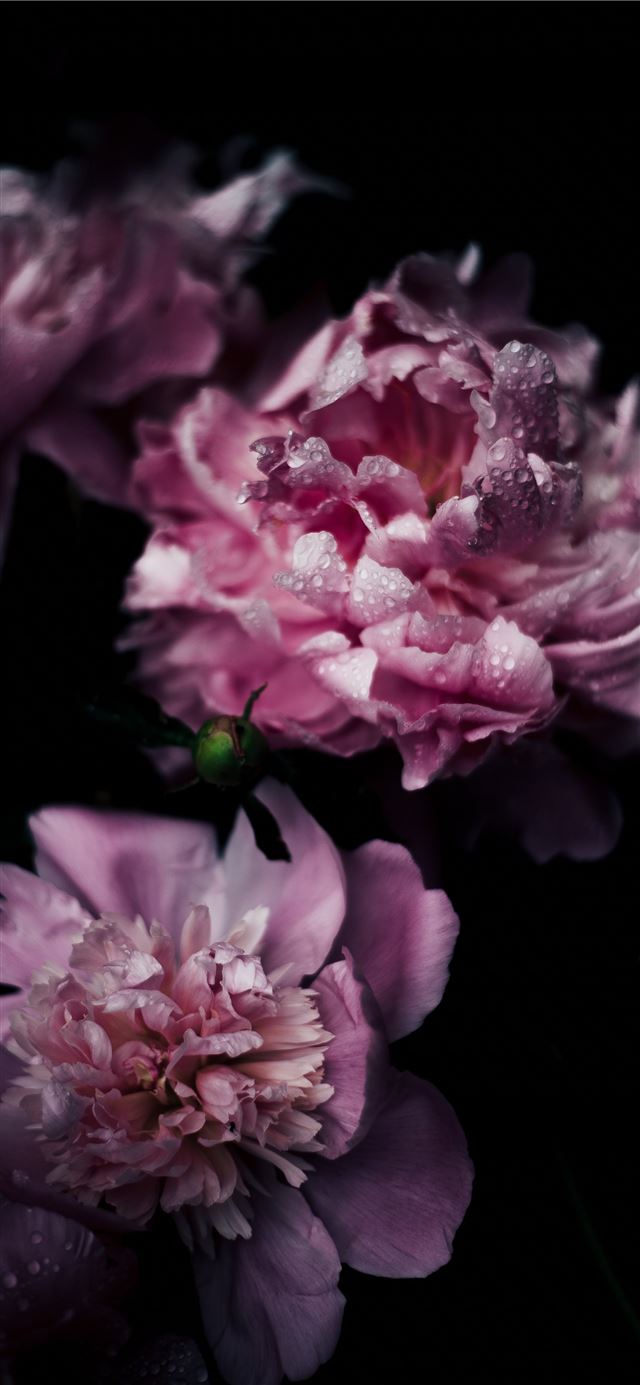 1125x2436 shallow focus photography of purple carnation flow... - dark (black) iPhone 11 Wallpaper