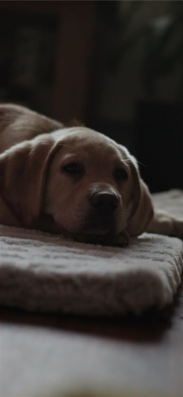 1125x2436 beige dog on rug - cute iPhone 11 Wallpaper