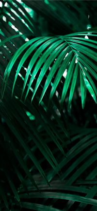 green linear leafed plant iPhone 11 wallpaper