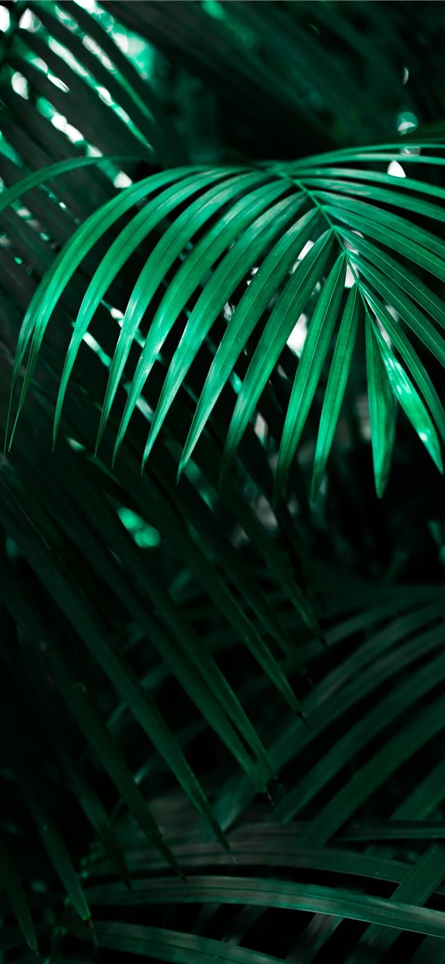 1125x2436 green linear leafed plant - green iPhone 11 Wallpaper