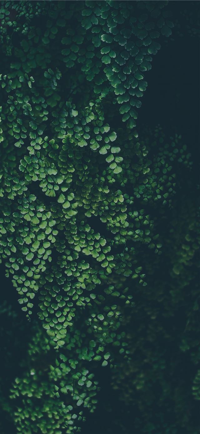 1125x2436 green leaf plant - green iPhone 11 Wallpaper