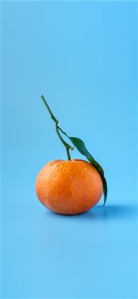 orange fruit iPhone 11 wallpaper