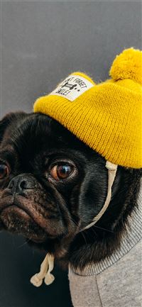 dog wearing shirt with hat wallpaper
