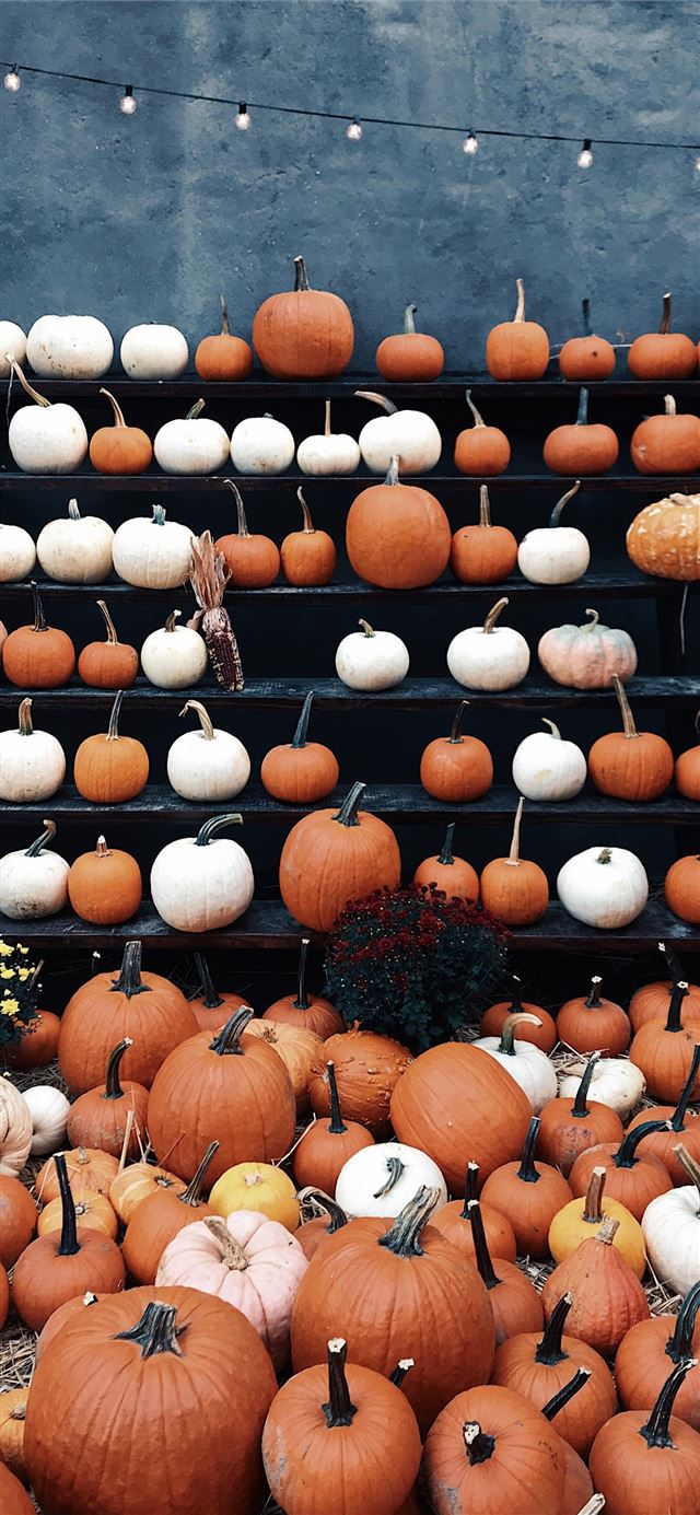 1125x2436 round brown and white decor lot - autumn iPhone 11 Wallpaper