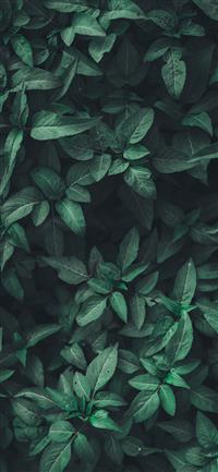 green leaf plants iPhone 11 wallpaper