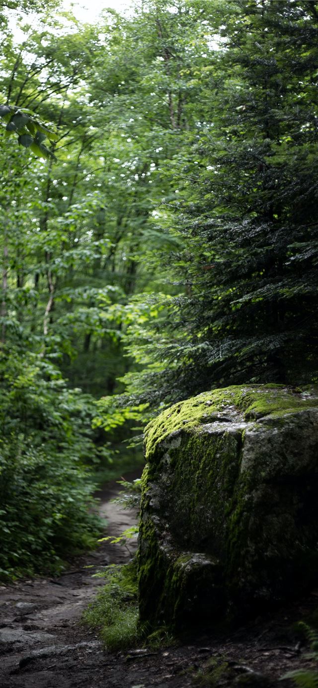 1125x2436 green trees in forest - green iPhone 11 Wallpaper