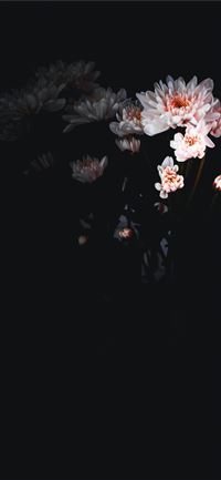 white petaled flower wallpaper