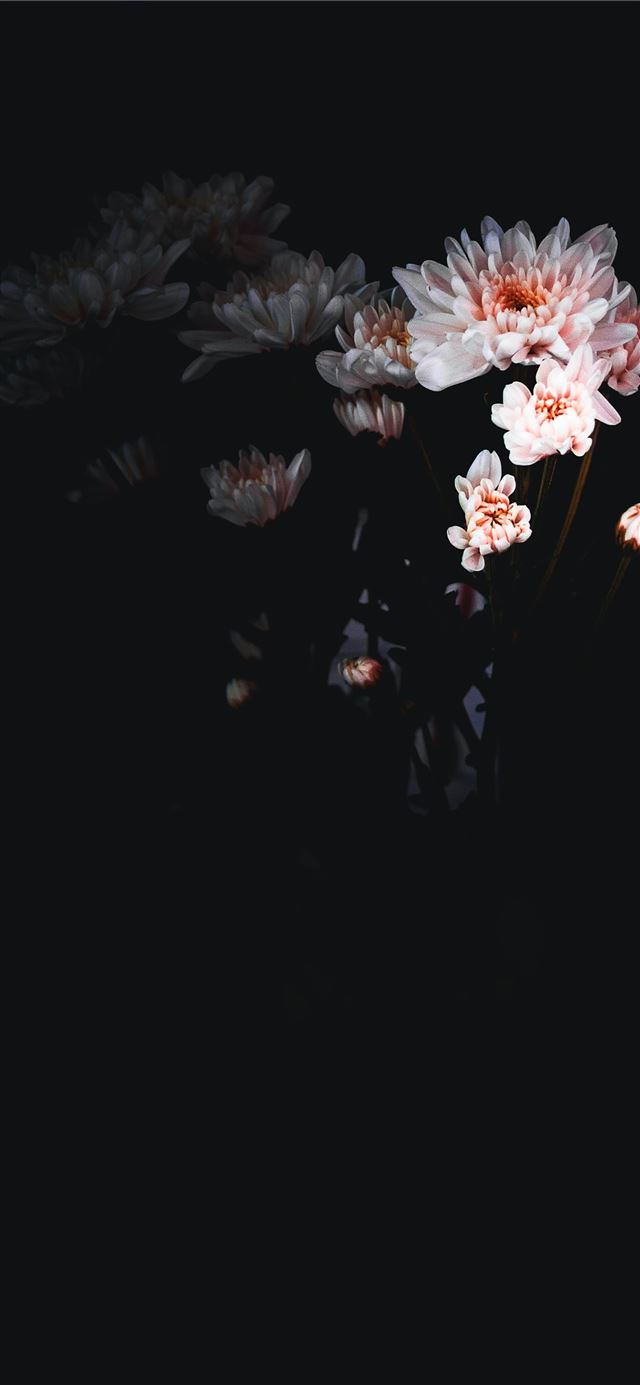 1125x2436 white petaled flower - dark (black) iPhone 11 Wallpaper