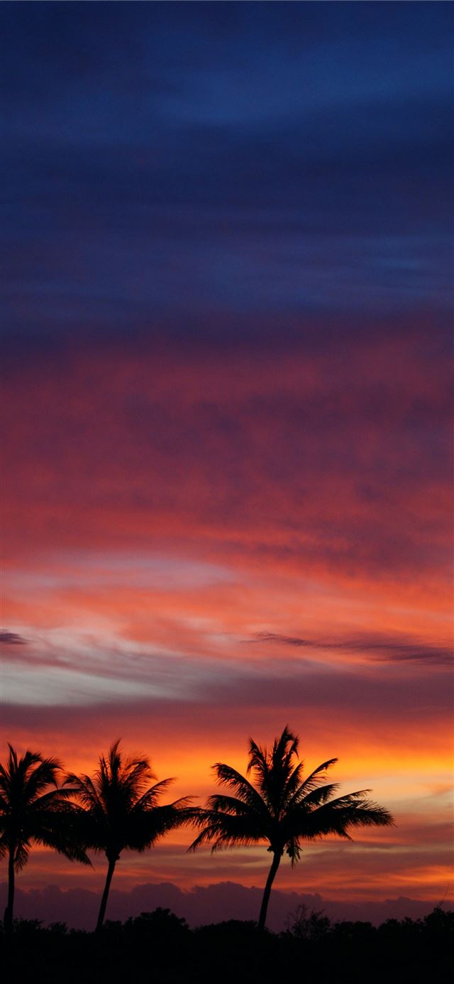 1125x2436 several trees during sunset - palm tree iPhone 11 Wallpaper