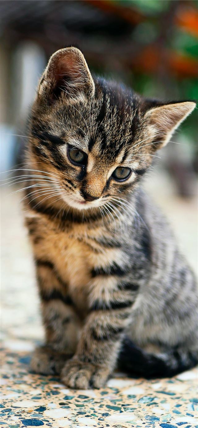 1125x2436 brown tabby kitten sitting on floor - cute iPhone 11 Wallpaper