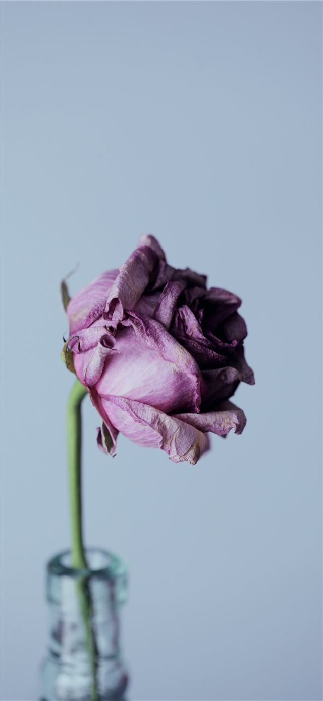 1125x2436 purple petal flower and clear glass vase - grey iPhone 11 Wallpaper