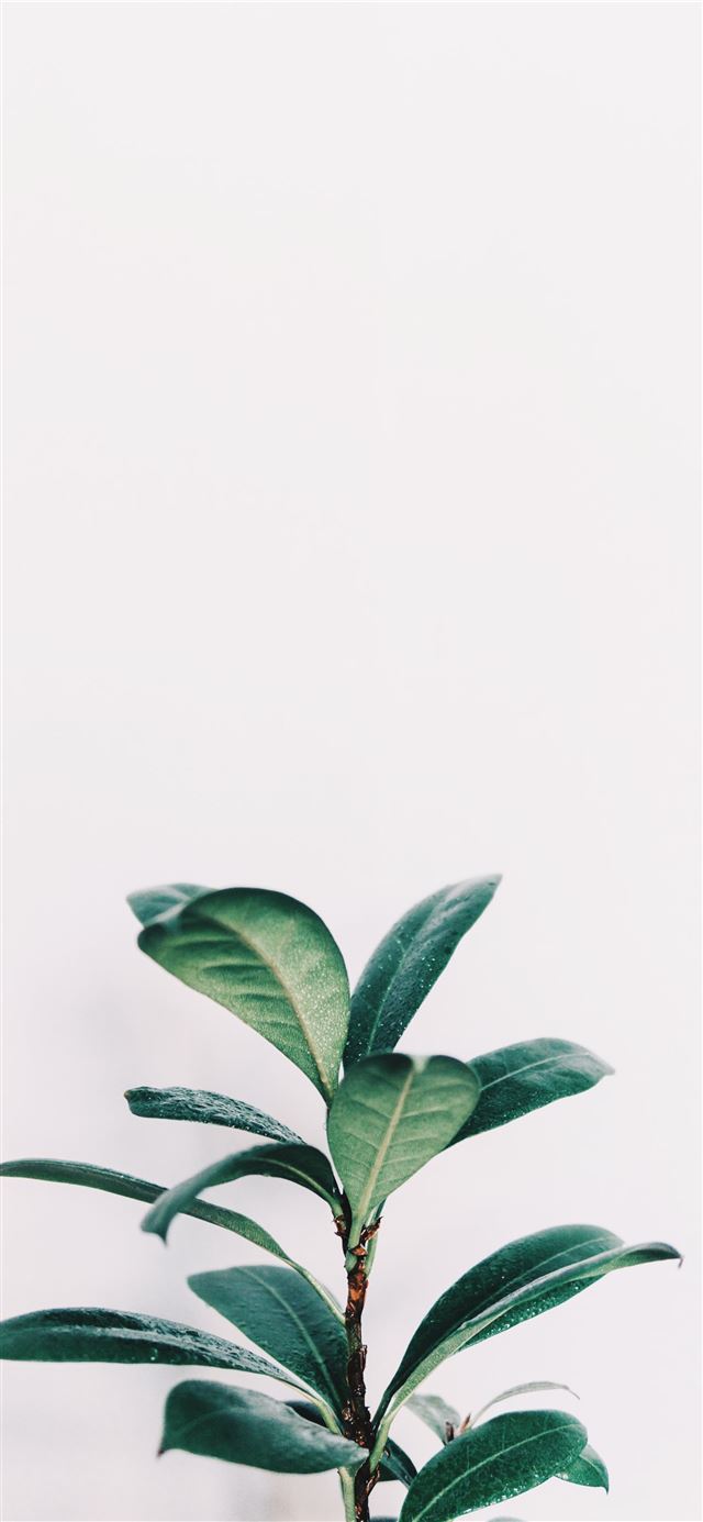 1125x2436 green leafed plant closeup photo - green iPhone 11 Wallpaper