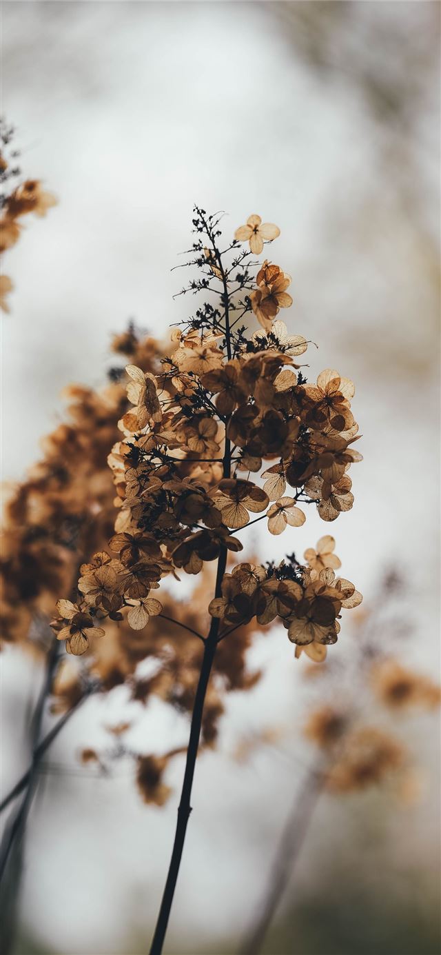 1125x2436 close up photography of brown leaf plant - flower iPhone 11 Wallpaper