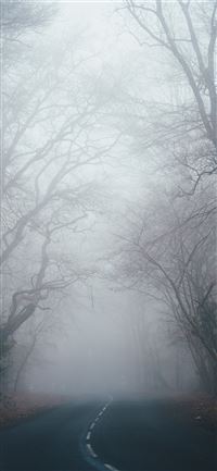 bare tree between road wallpaper