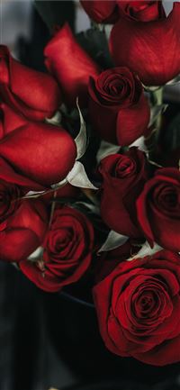 red roses iPhone 11 wallpaper