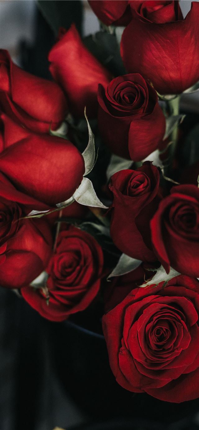 1125x2436 red roses -  iPhone 11 Wallpaper