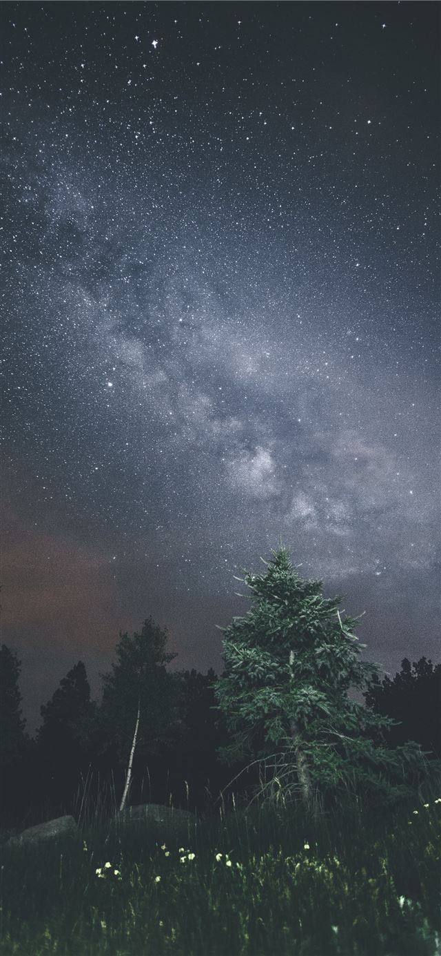 1125x2436 photo of pine tree -  iPhone 11 Wallpaper