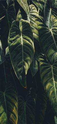 green leaf plants iPhone 11 wallpaper