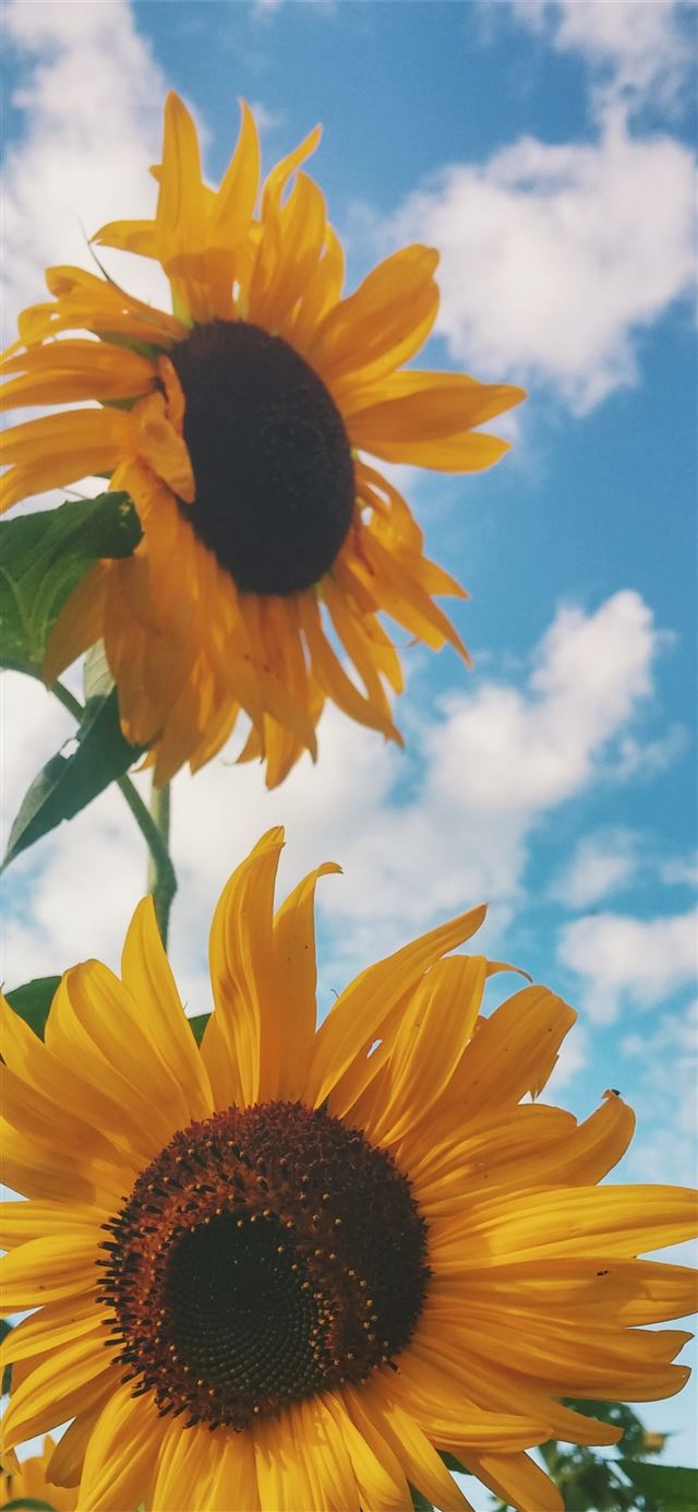 1125x2436 closeup photo of sunflower - yellow iPhone 11 Wallpaper