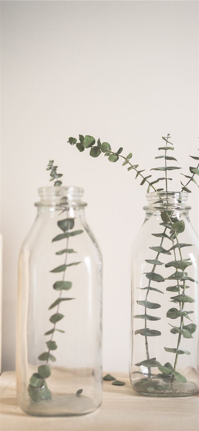 1125x2436 green leafed plant on clear glass vase -  iPhone 11 Wallpaper