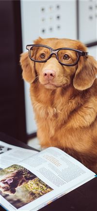 dog sitting in front of book wallpaper